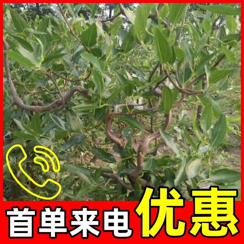 冬枣树苗， 脆甜可口，个头大好吃，1-2年苗，还有大的