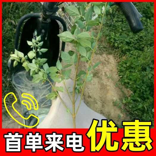 绛县连翘苗，成活率高，适合荒山造林，成活率特别高