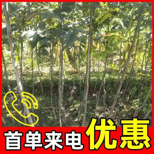 香玲核桃苗当年挂果，，就喝六个核桃【是这个】