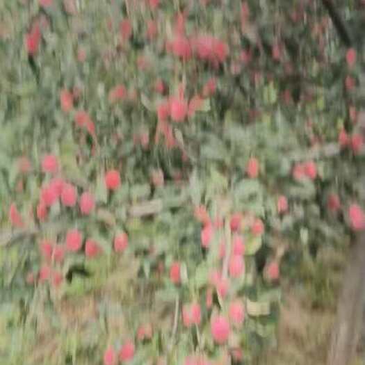 沁县海棠果，鸡心果，长治沁县，自家种植。便宜收购。价格可议