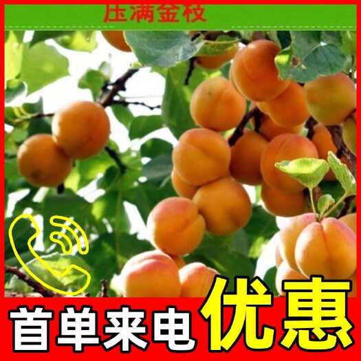 绛县凯特杏苗，惠农网示范点，金牌实力商家，首次来电优惠
