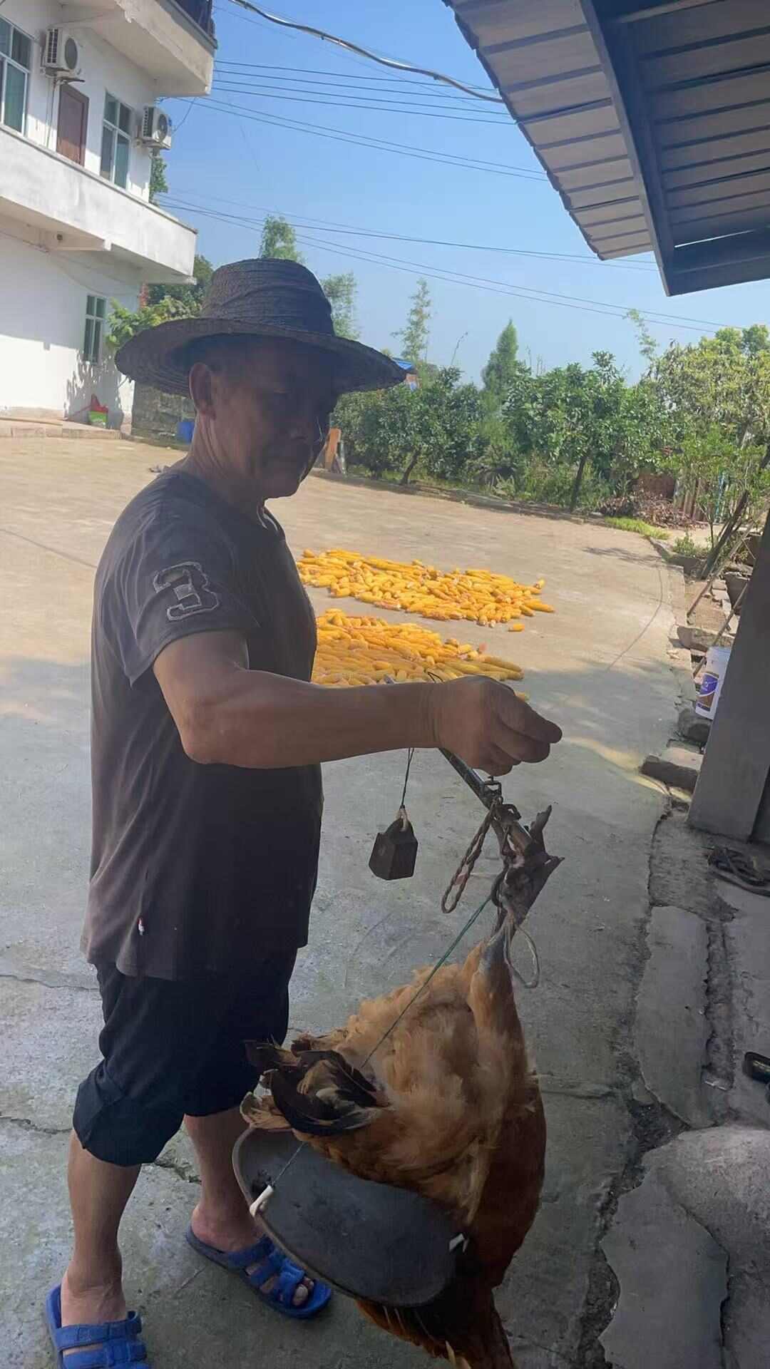 纯粮食喂养【土鸡】适合月子  品质商超