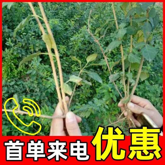无锡药用连翘苗，利用价值高，销量好，复购率高