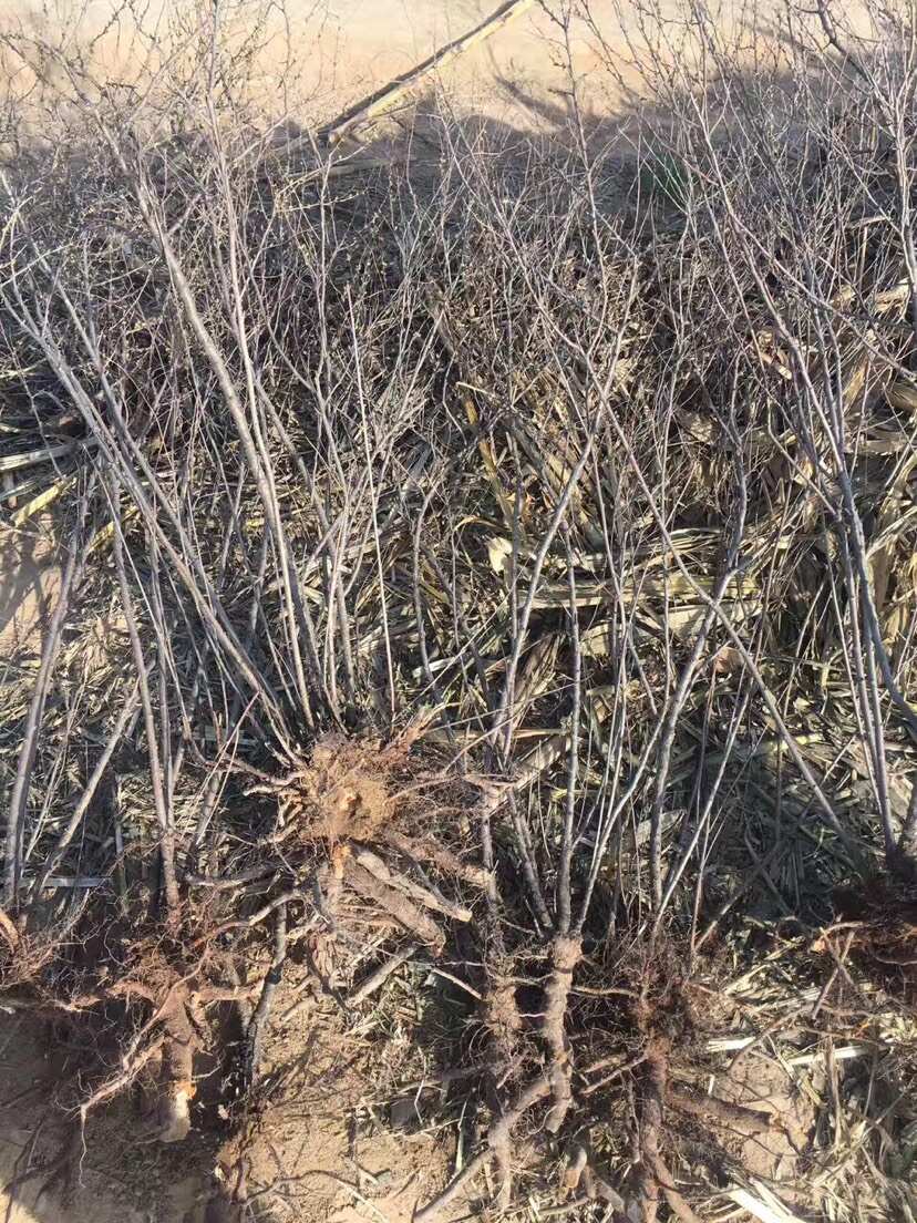 钙果苗，0.5米以下，品种好，口感好，规格齐全