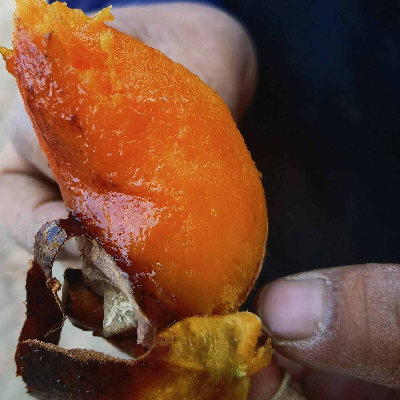 湖北产地直发，红薯蜜薯，25年大量上市，欢迎咨询看货