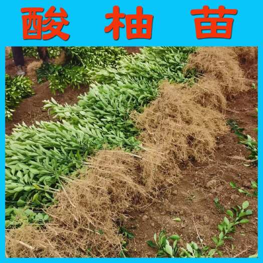 阳朔县酸柚苗实生苗嫁接柚子砧木苗柚子直生苗原生苗