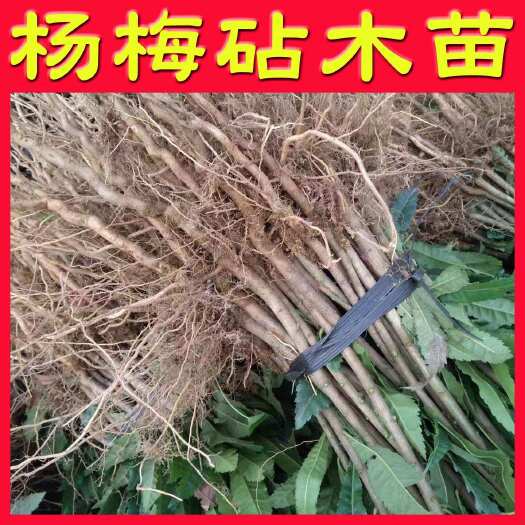 阳朔县杨梅苗实生苗直生苗杨梅嫁砧木苗原生苗