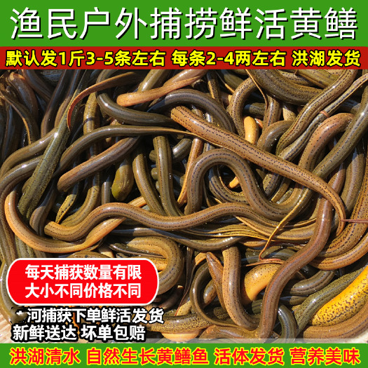 洪湖市湖北黄鳝长鱼鳝鱼黄鳝丝鲜活新鲜盘鳝活体大鳝鱼土黄鳝带氧发