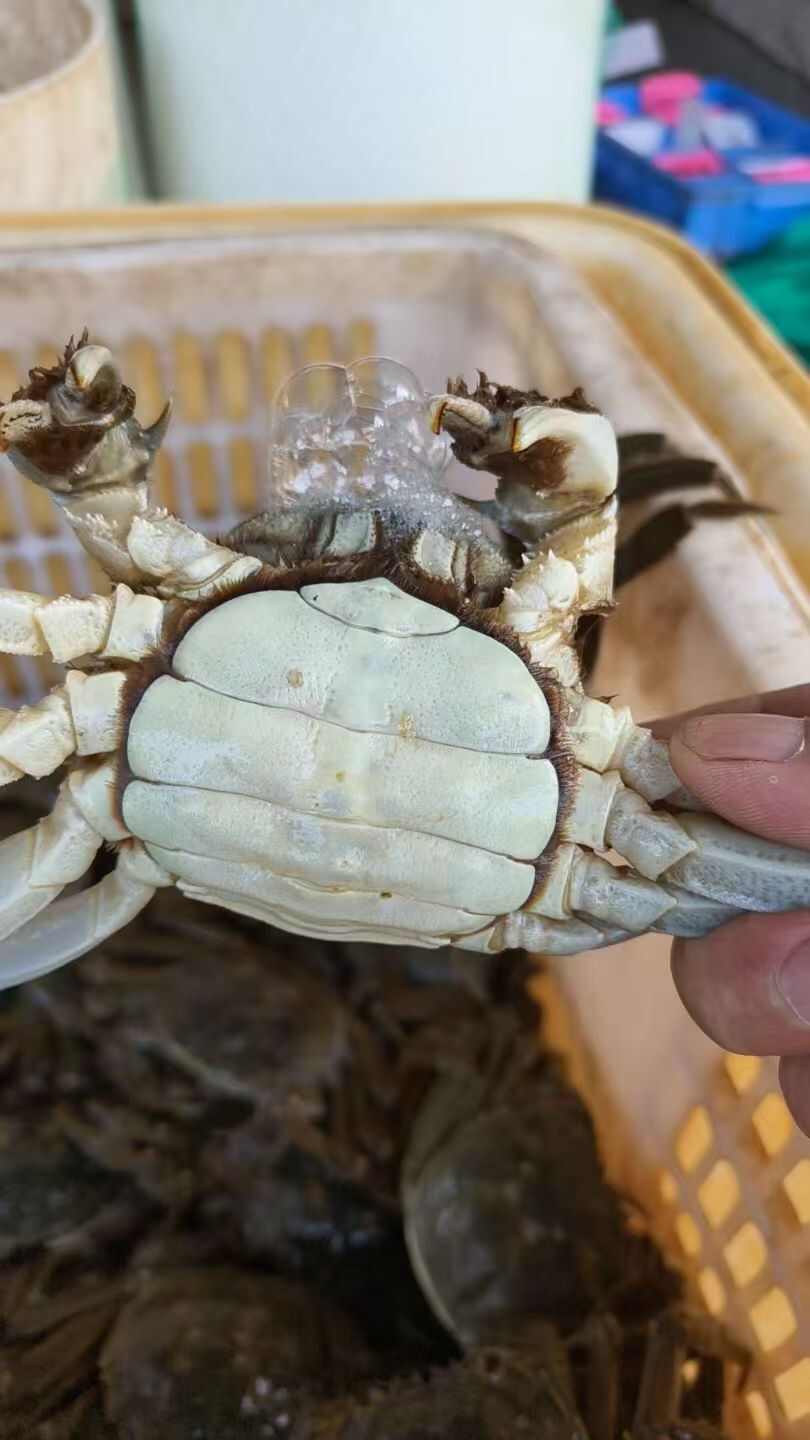 湖北洪湖产地直发大闸蟹，25年新货大量上市，欢迎咨询联系