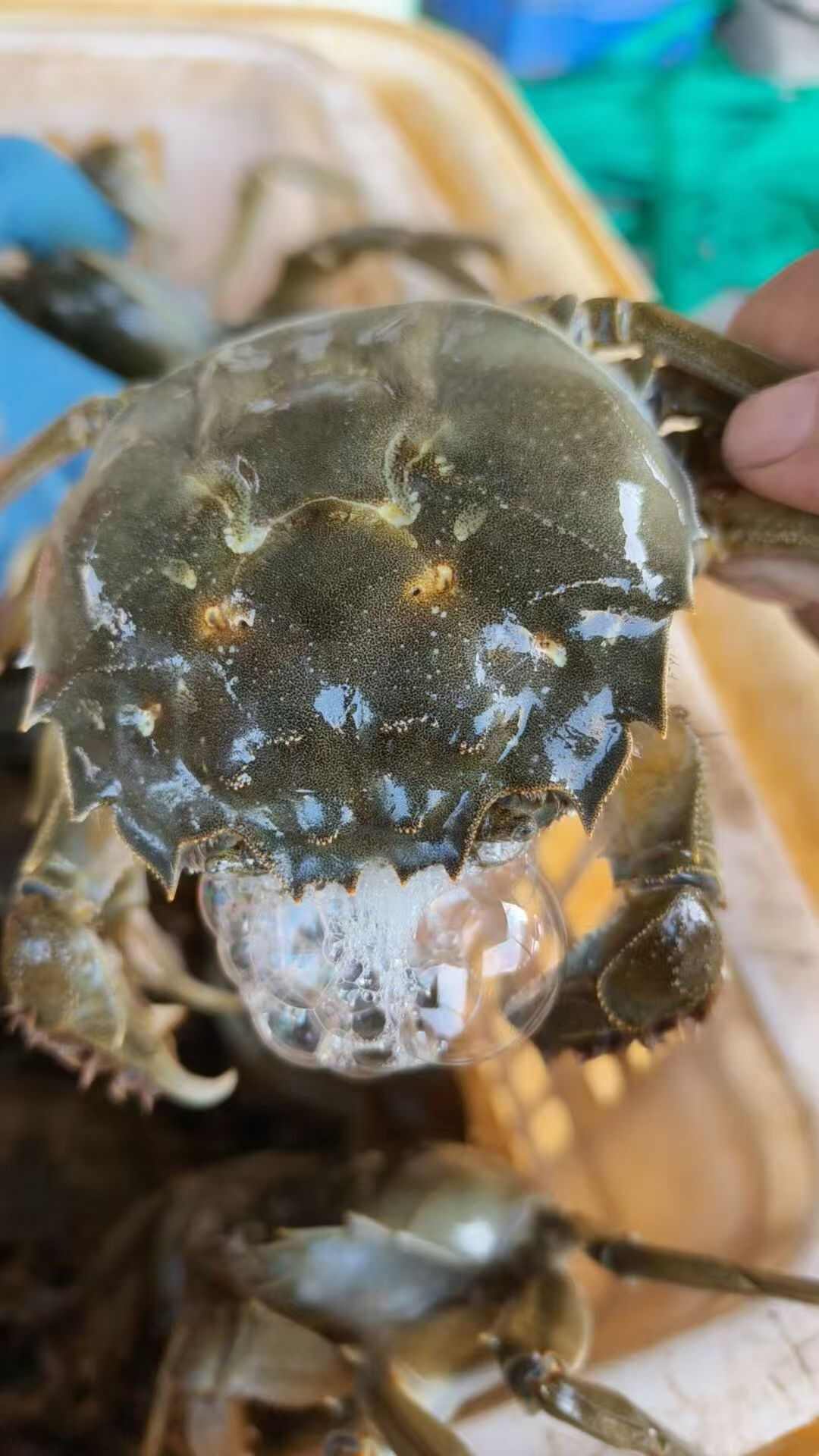 湖北洪湖产地直发大闸蟹，25年新货大量上市，欢迎咨询联系