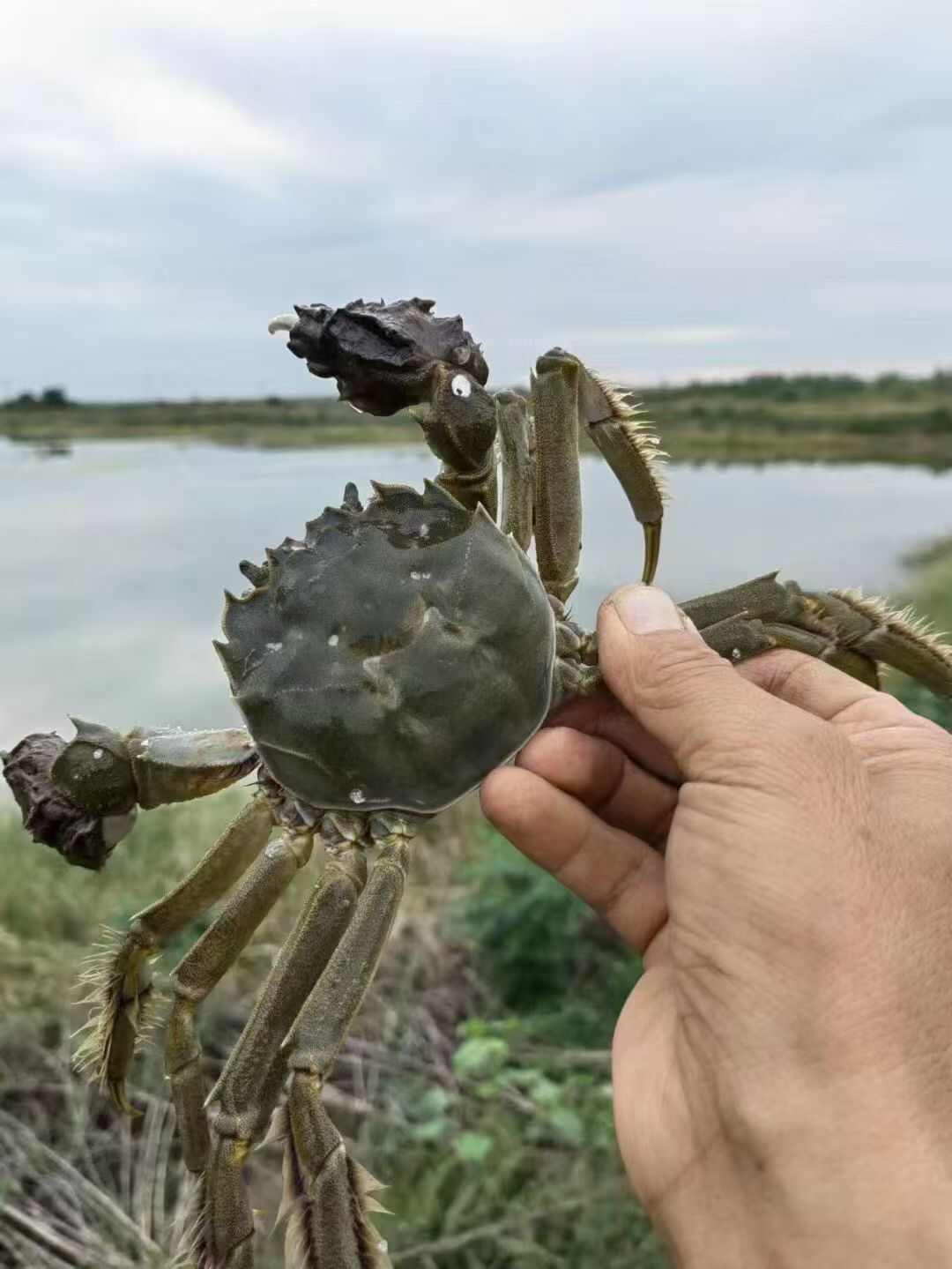 湖北洪湖产地直发大闸蟹，25年新货大量上市，欢迎咨询联系