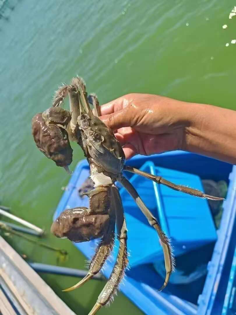 湖北洪湖产地直发大闸蟹，25年新货大量上市，欢迎咨询联系