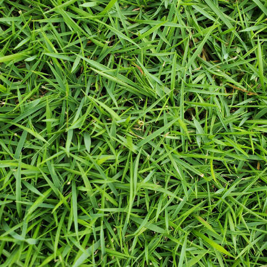 开平市草草皮 珠三角6基地 就近发货 现铲现发 量大可谈