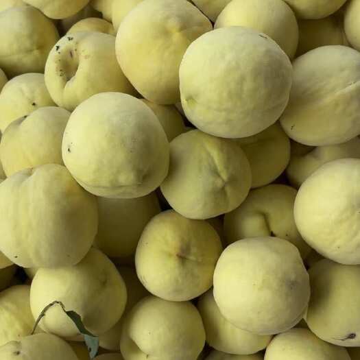 遵化市口感好 桃子漂亮 不怕大的可以考虑