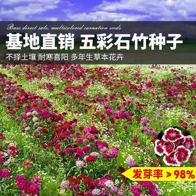 欧石竹花籽子耐寒矮生五彩石竹花种孑阳台庭院室内外四季播种开花
