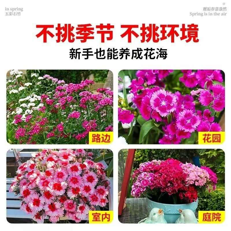 欧石竹花籽子耐寒矮生五彩石竹花种孑阳台庭院室内外四季播种开花