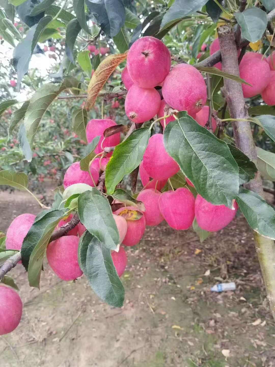 海棠果，畅销全国，基地直发，欢迎对接，联系我看货