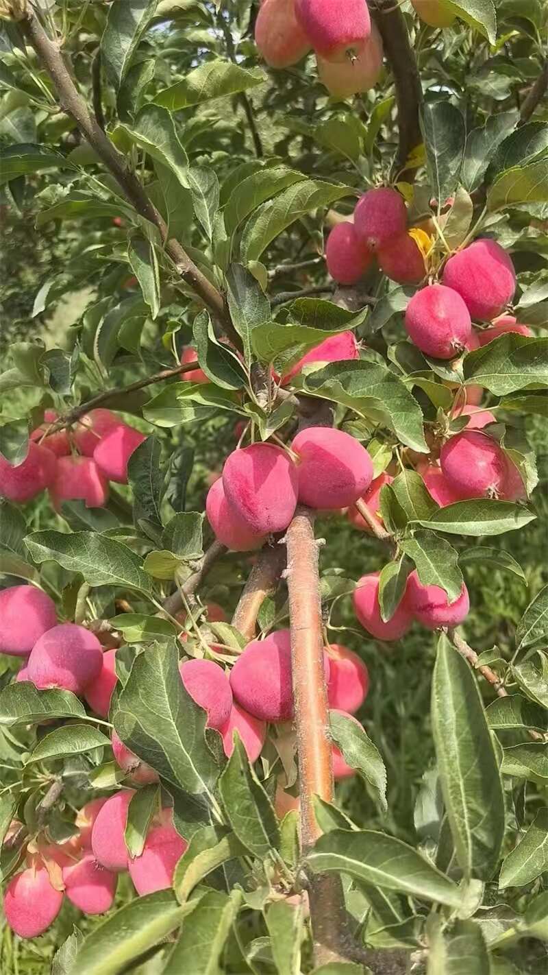 海棠果，畅销全国，基地直发，欢迎对接，联系我看货