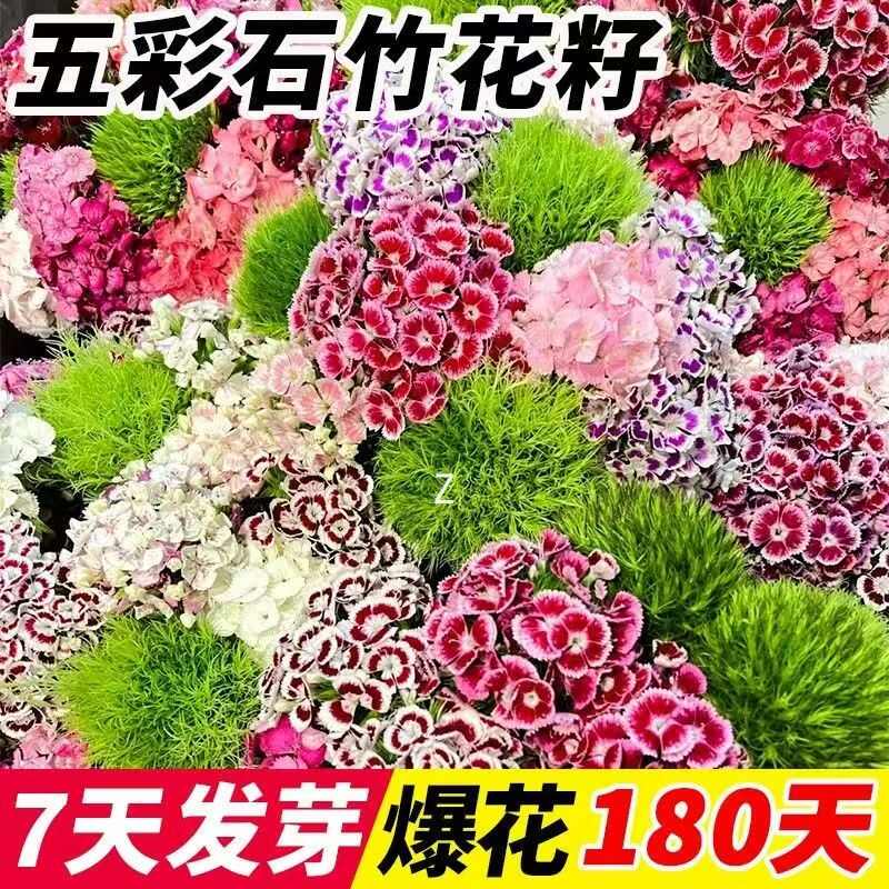 欧石竹花籽子耐寒矮生五彩石竹花种孑阳台庭院室内外四季播种开花