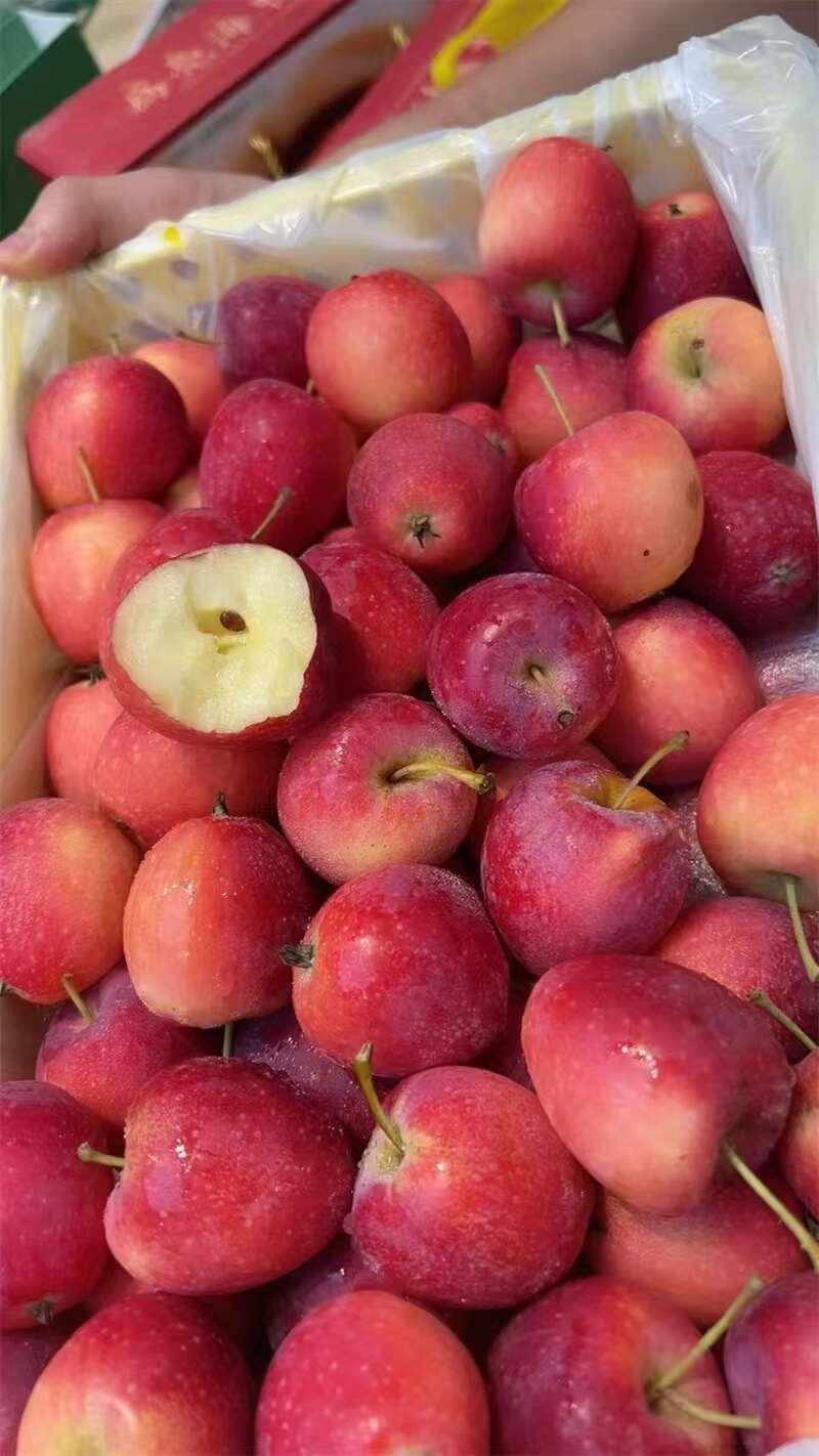 海棠果，畅销全国，基地直发，欢迎对接，联系我看货