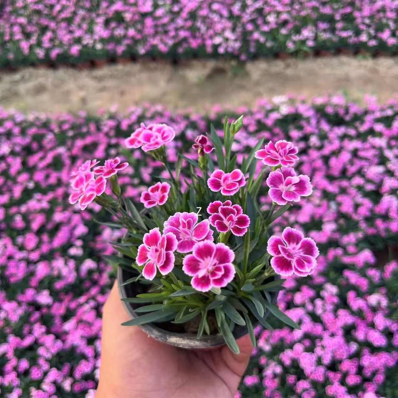 欧石竹花籽子耐寒矮生五彩石竹花种孑阳台庭院室内外四季播种开花