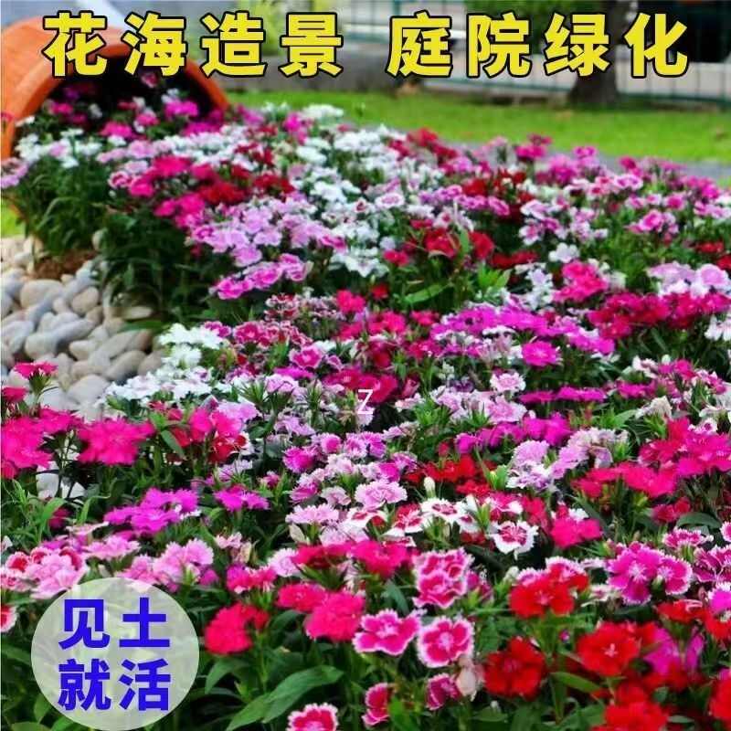 欧石竹花籽子耐寒矮生五彩石竹花种孑阳台庭院室内外四季播种开花
