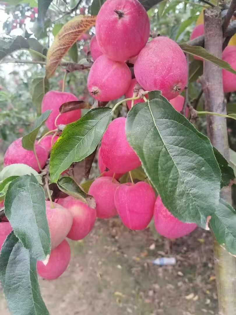 海棠果，畅销全国，基地直发，欢迎对接，联系我看货