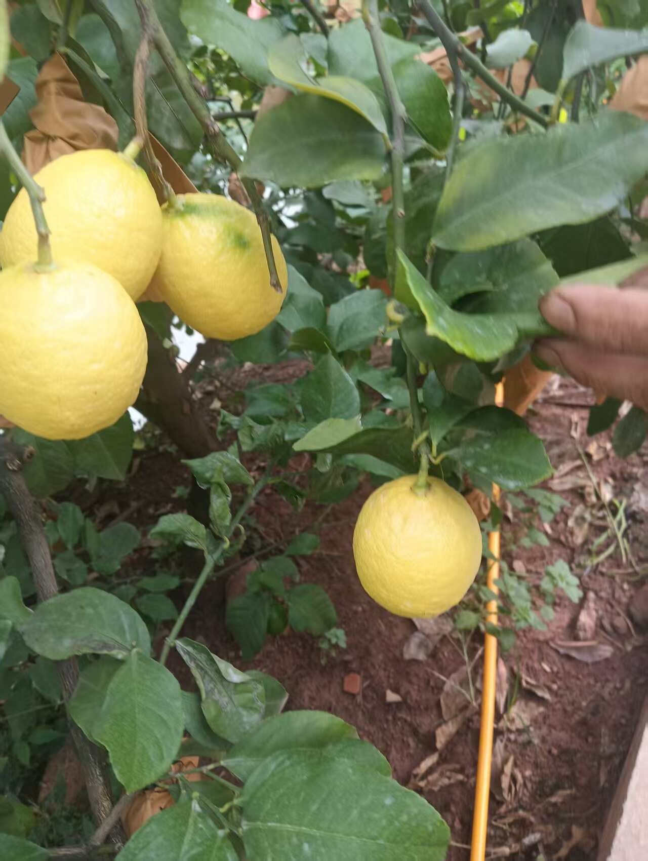 四川安岳尤力克柠檬 黄柠檬 新果上市 产地直销 品质保障