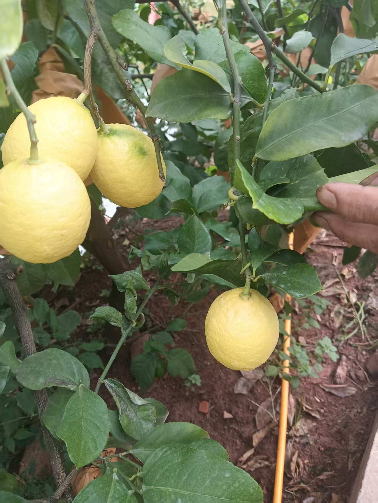 四川安岳尤力克柠檬 黄柠檬 新果上市 产地直销 品质保障