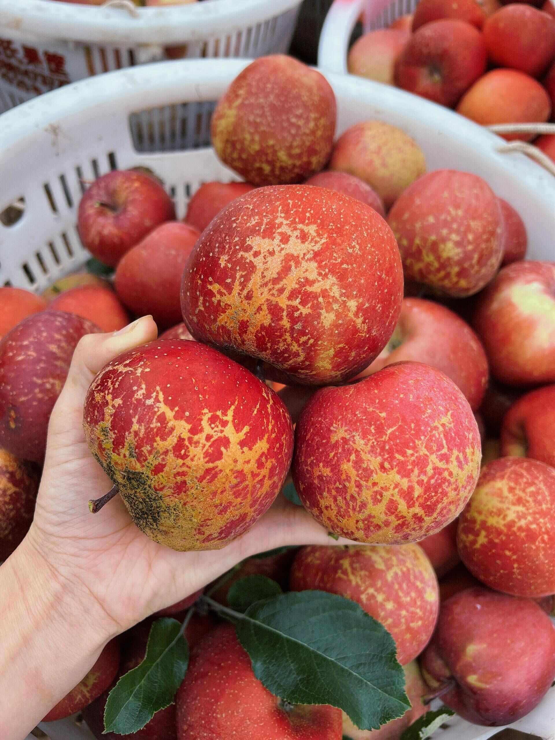 云南昭通冰糖心丑苹果整箱起批脆甜多汁【普通快递包邮】一件代发