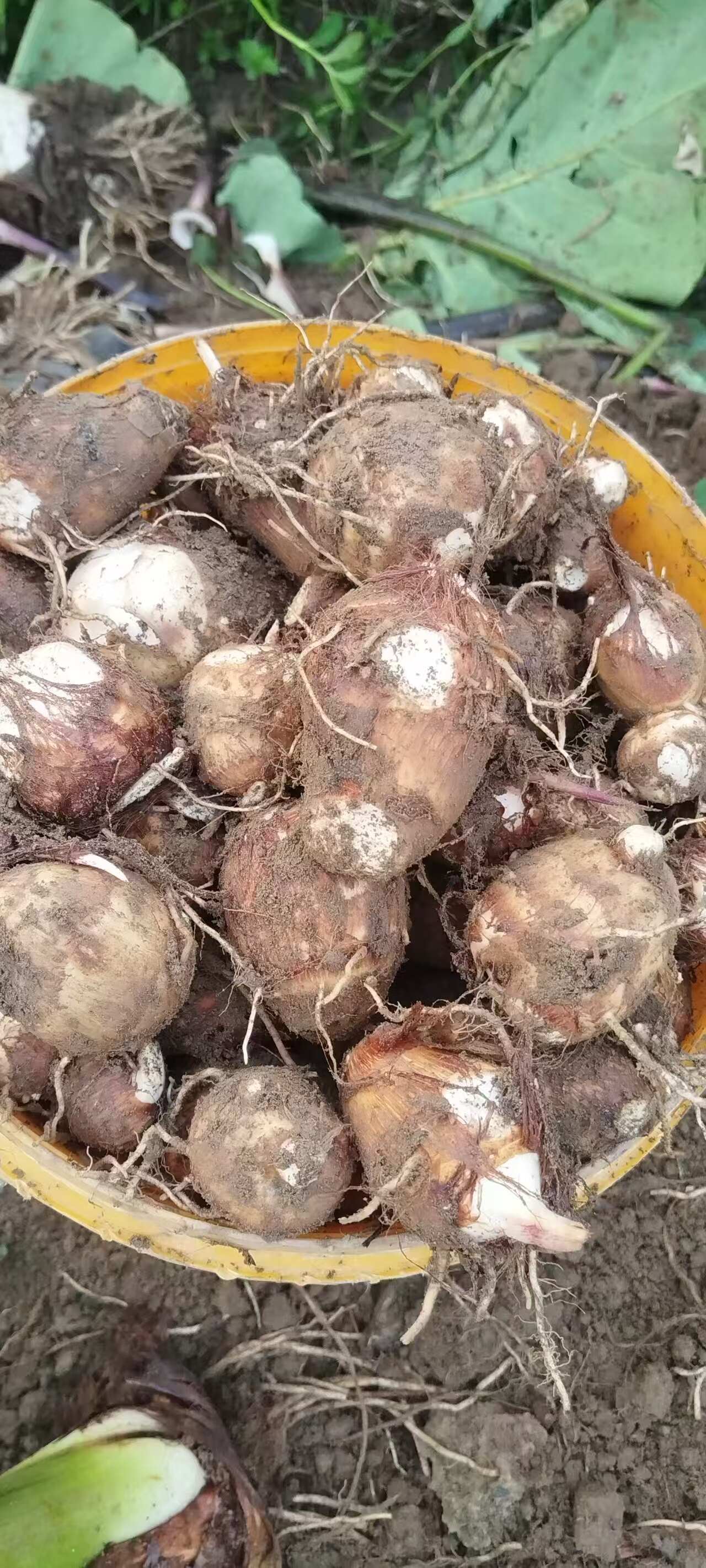 新鲜现挖毛芋头 农家自种粉糯香甜 当季新芋带泥发货