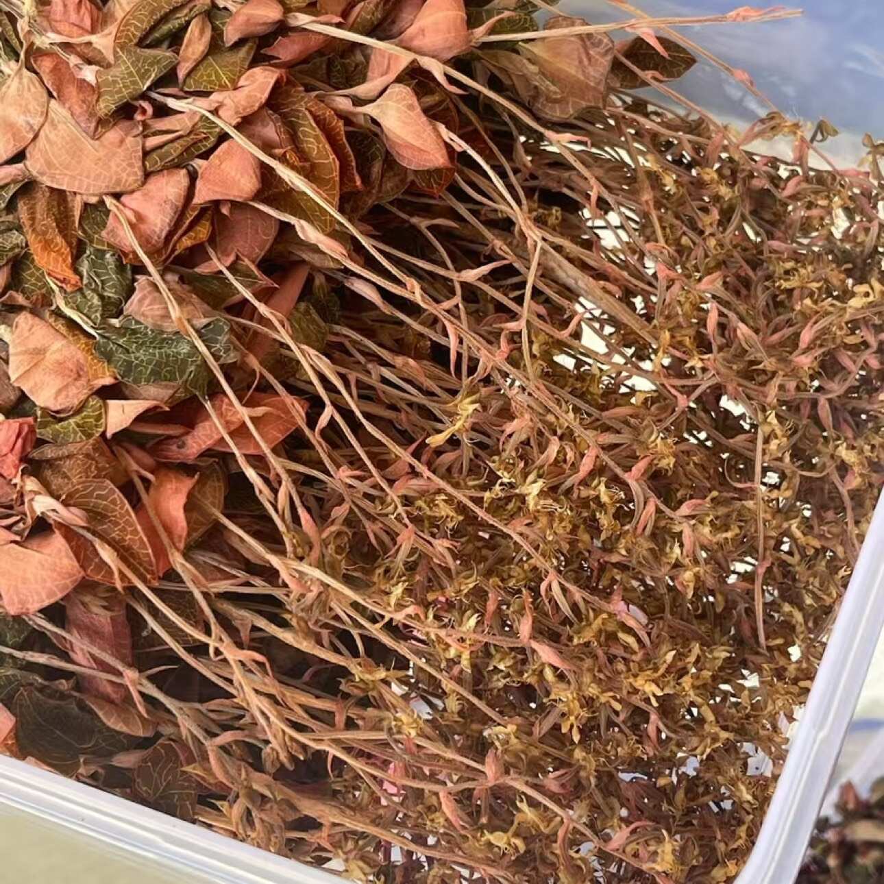 林下种植金线莲，种植18个月开花金线莲干品，大量批发