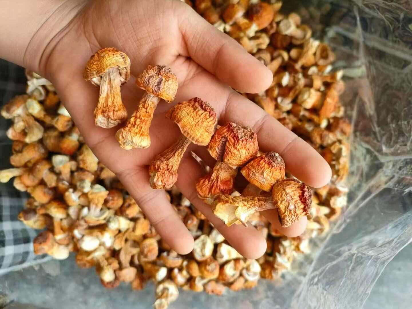 姬松茸、品质保证、各种规格齐全、量大，从优！！实力为您对接