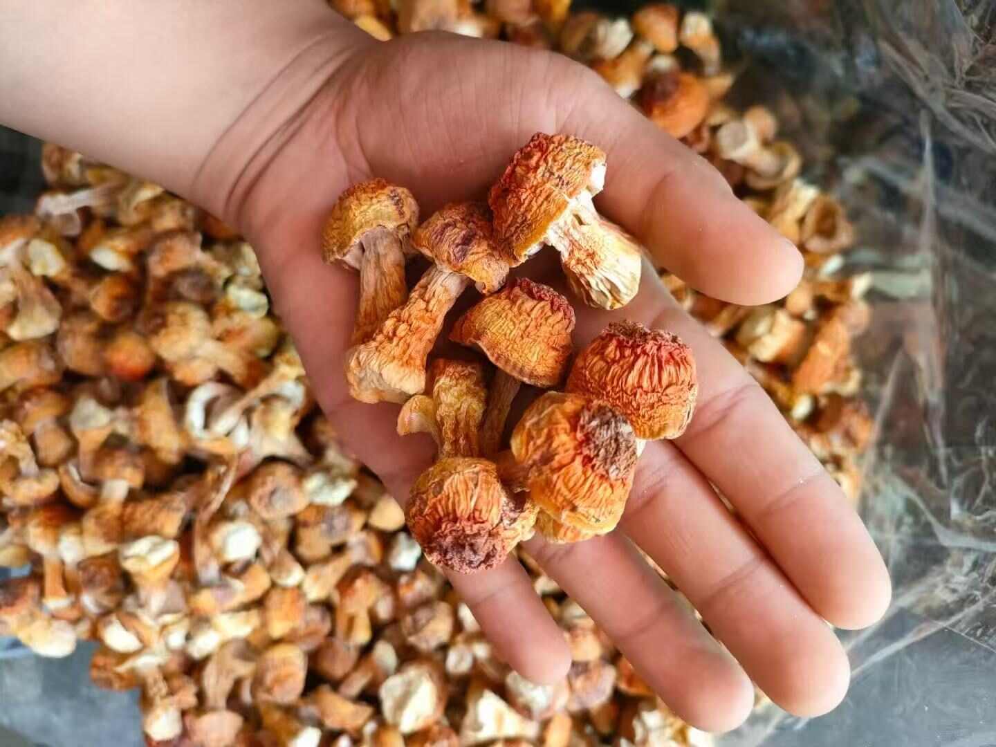 姬松茸、品质保证、各种规格齐全、量大，从优！！实力为您对接