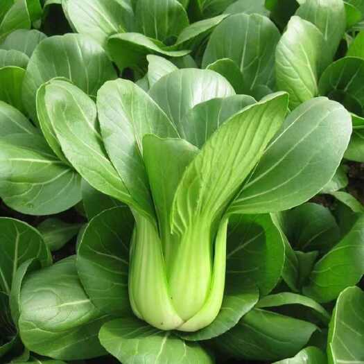 沈陽精品油菜新鮮蔬菜矮腳上海青  小油菜 矮邦小青菜，基地直發(fā)