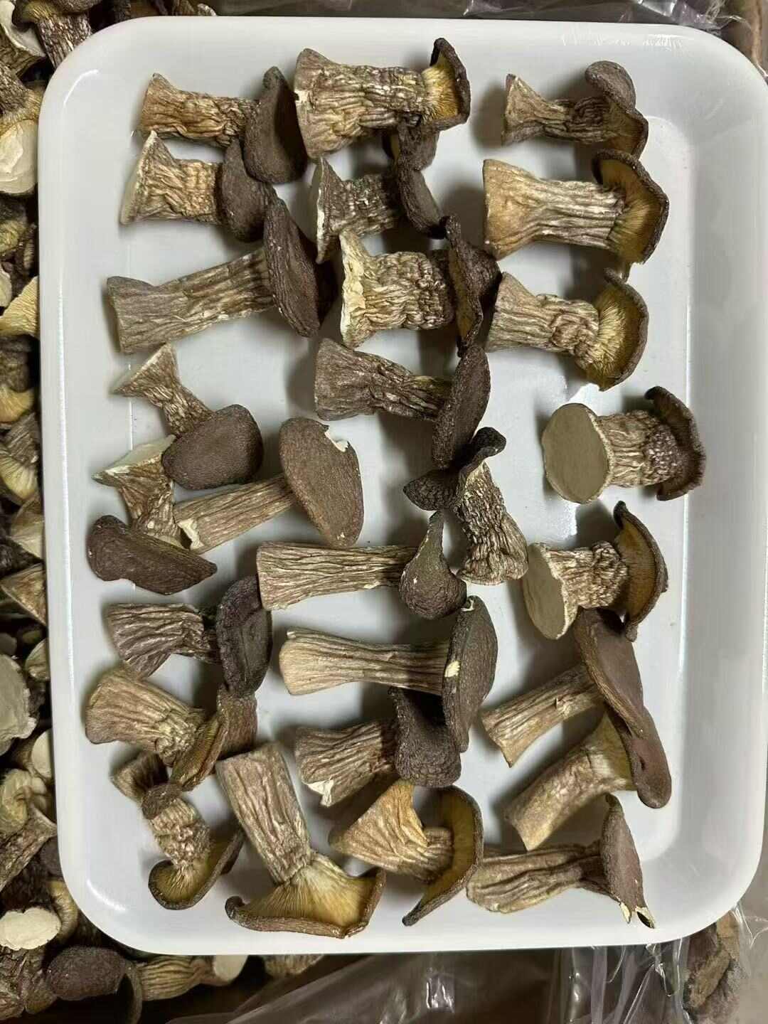 虎奶菇干品批发，规格多样，诚信经营欢迎来电对接