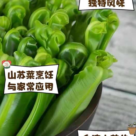 孟连县酒店、饭店、火锅店、烧烤店食用山苏，蔬菜中的爱马仕