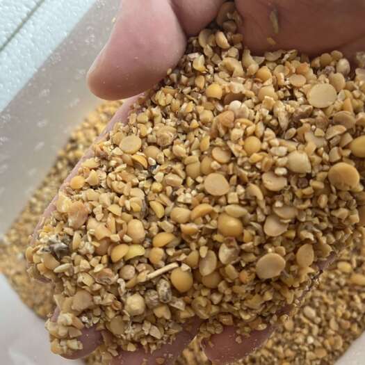鄄城县碎黄豆 养殖 鸡鸭牛羊鹅 鱼虾蟹 都可以用 高蛋白高脂肪