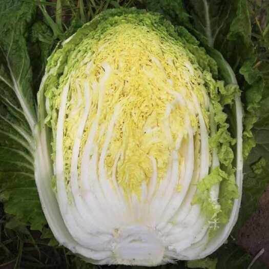 长阳县【推荐】精品高山矮颗黄心大白菜现摘现发湖北产区大量供货