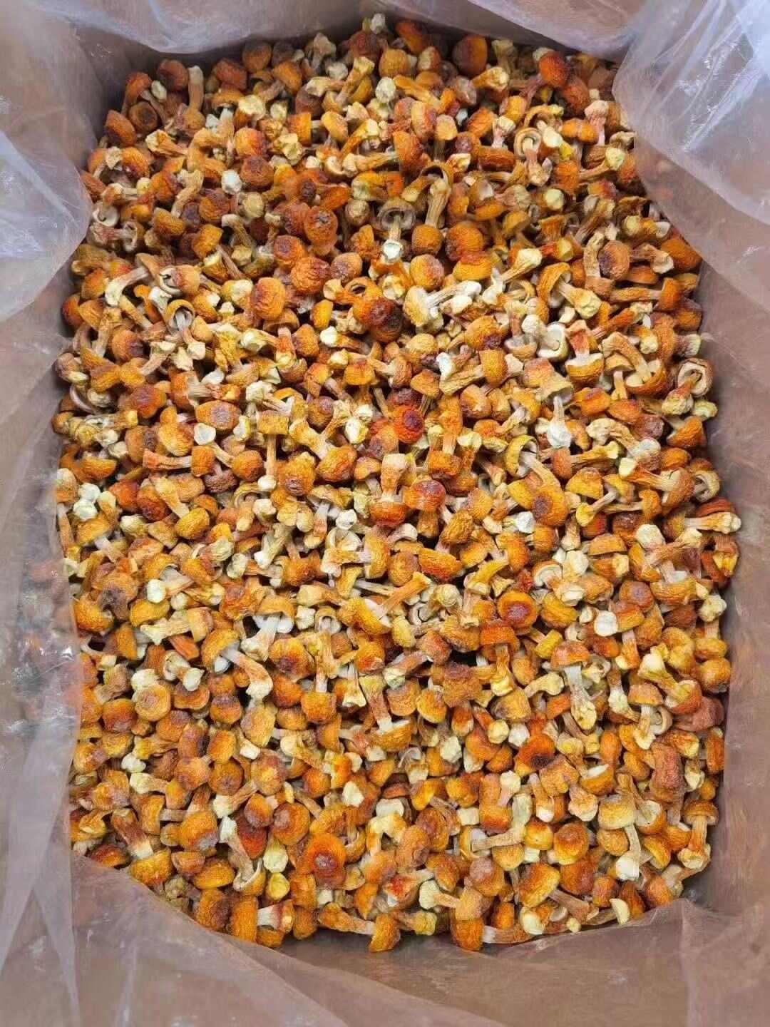 姬松茸、品质保证、各种规格齐全、量大，从优！！实力为您对接