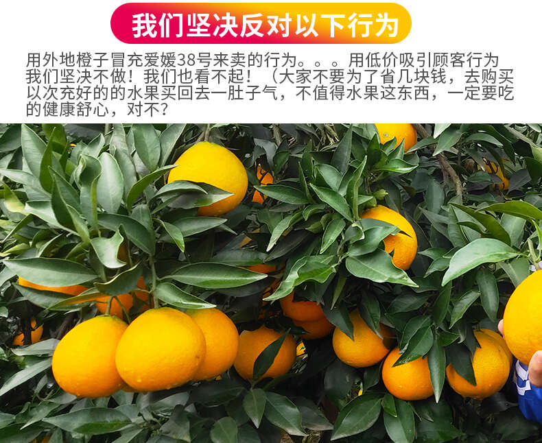 现货一件代发四川眉山爱媛38号果冻橙现摘现发供应电商各大平台