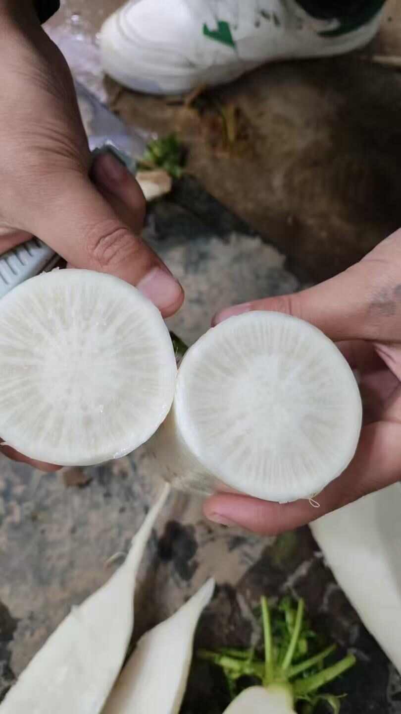 【推荐】湖北万亩基地水洗白萝卜大量供货对接全国市场量大优惠
