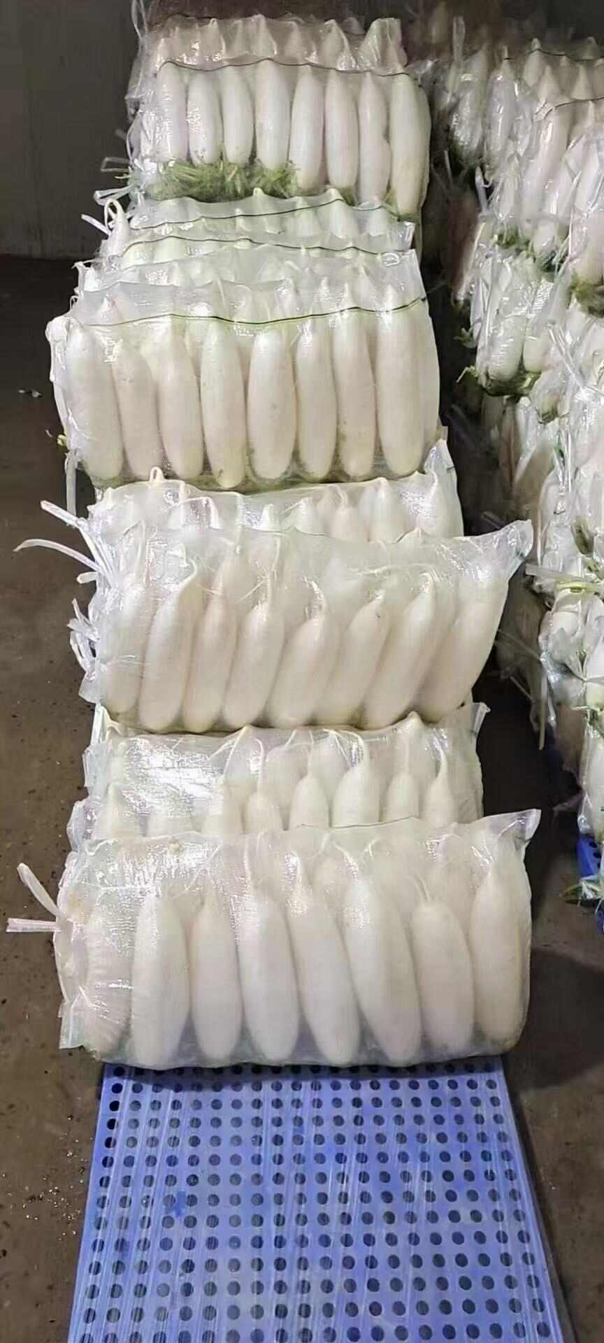 【推荐】湖北万亩基地水洗白萝卜大量供货对接全国市场量大优惠