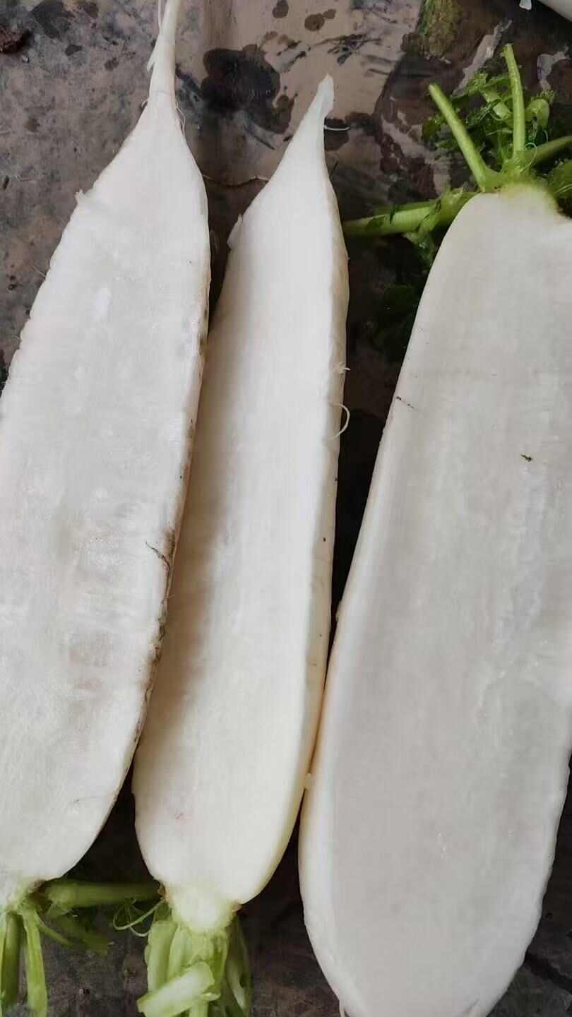 【推荐】湖北万亩基地水洗白萝卜大量供货对接全国市场量大优惠