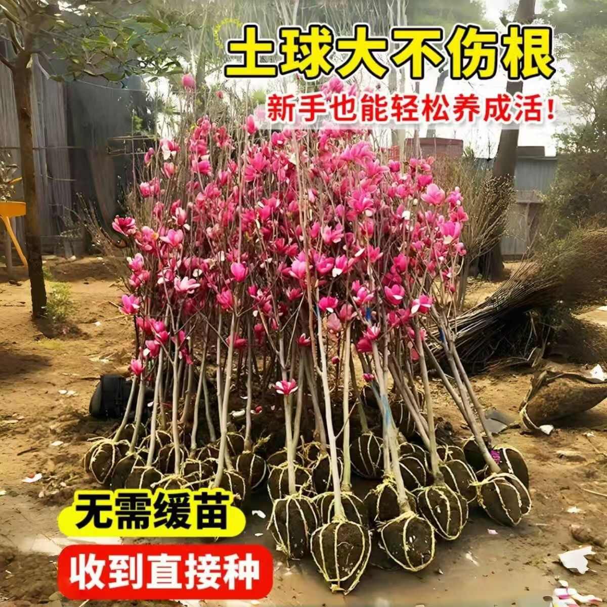 批发销售1-5公分白玉兰紫玉兰黄玉兰品种玉兰苗家庭工程采购
