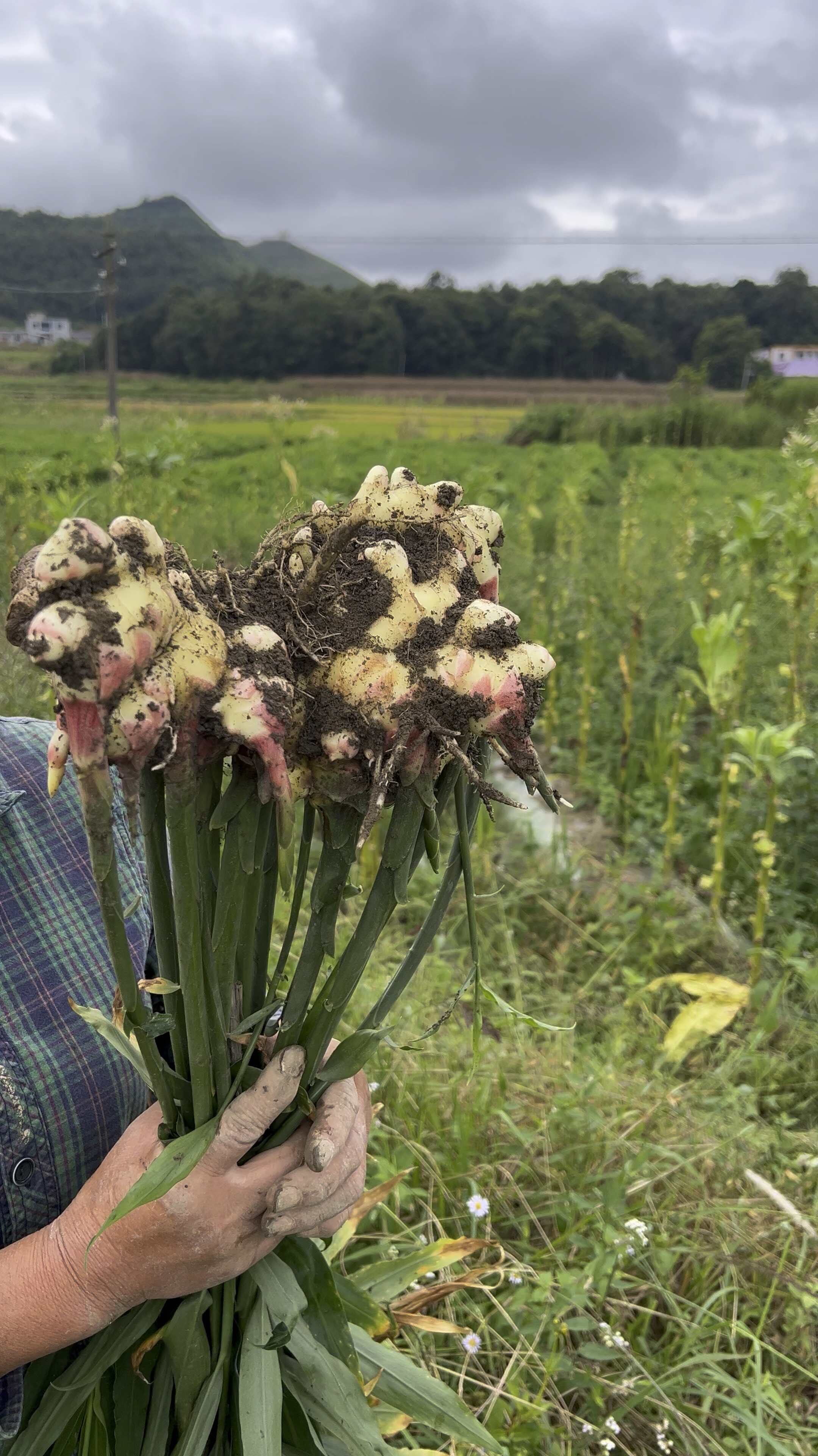 精品二黄姜销售（贵州二号）