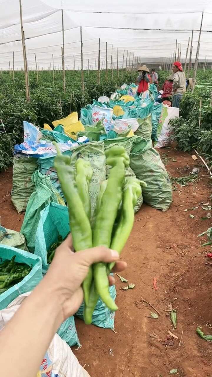 大量供应陇椒螺丝椒