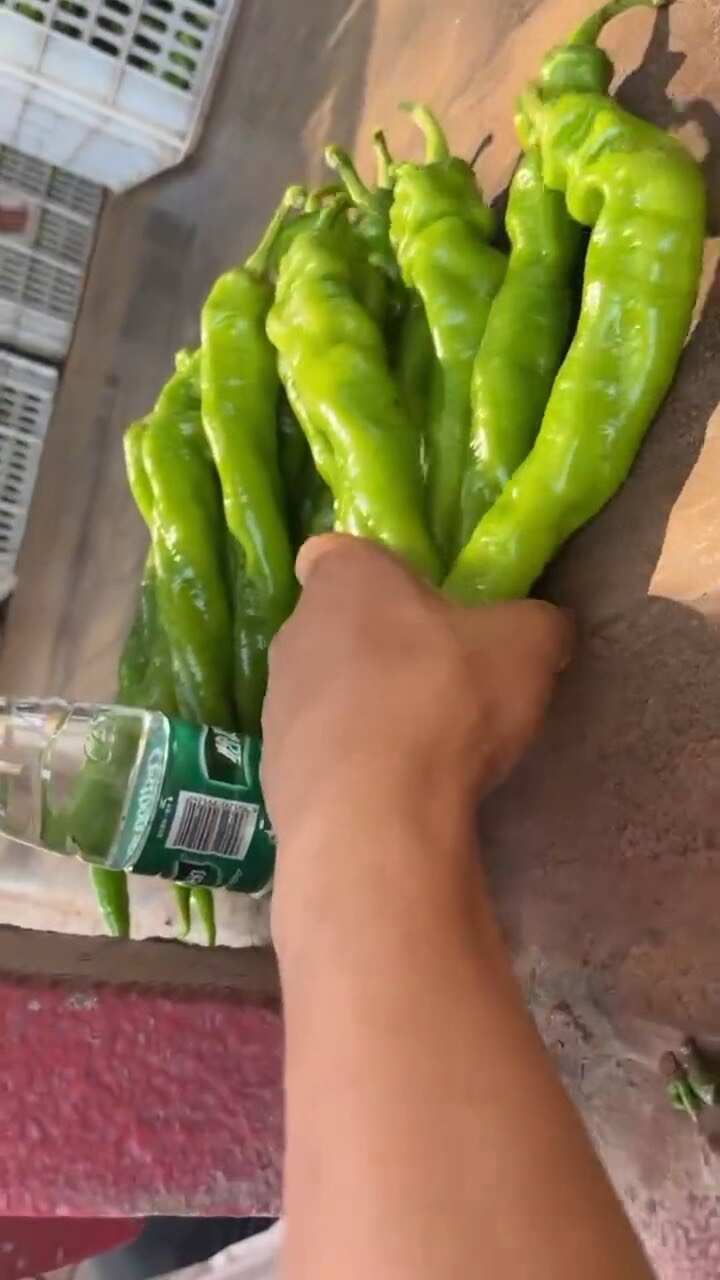 大量供应陇椒螺丝椒