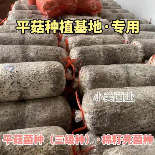 滨州平菇菌种 栽培种三级种  出菇包  平菇种植基地专用