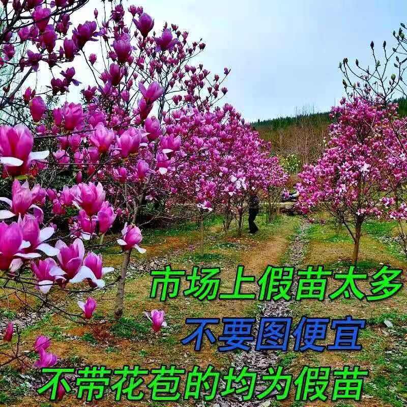 批发销售1-5公分白玉兰紫玉兰黄玉兰品种玉兰苗家庭工程采购